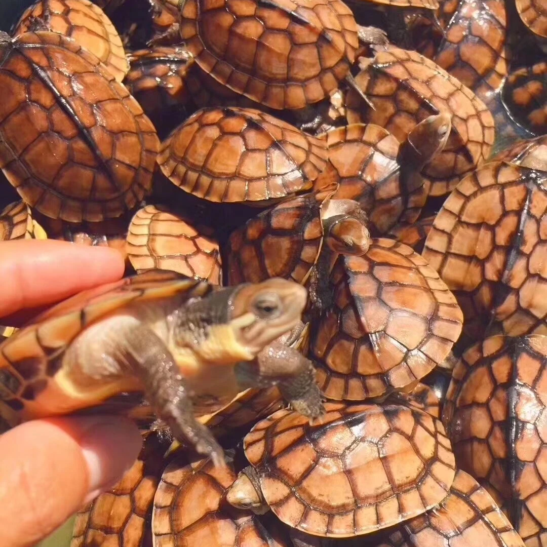 纯种南石金钱龟黄喉水龟煲汤龟巴西宠物龟