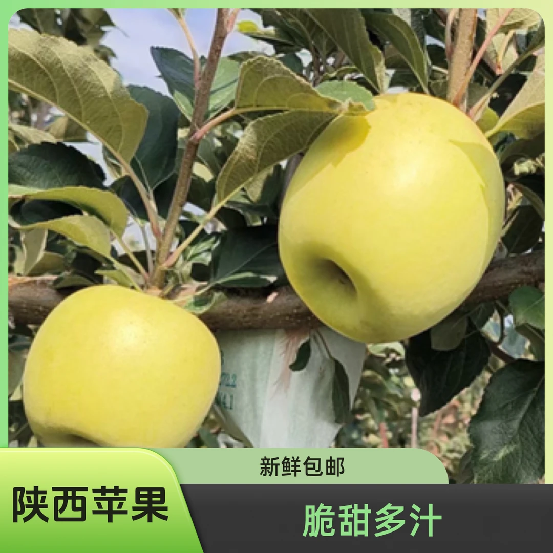 新苹果陕西白水瑞雪苹果脆甜多汁新鲜水果包邮