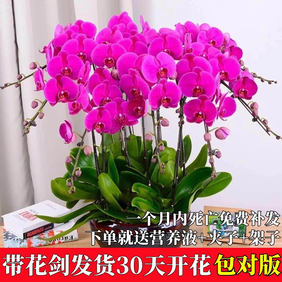 【30天开花】大花蝴蝶兰花苗带花剑盆栽植物室内花卉绿植四季开花