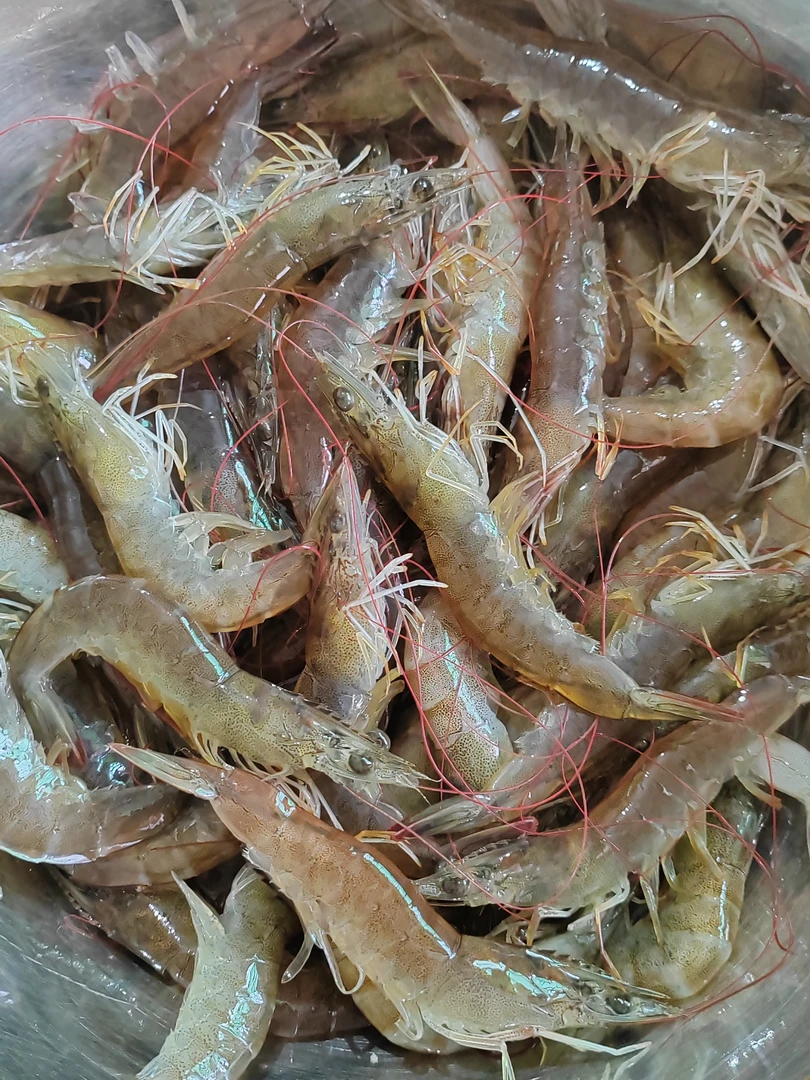 崖门海虾海鲜口感好