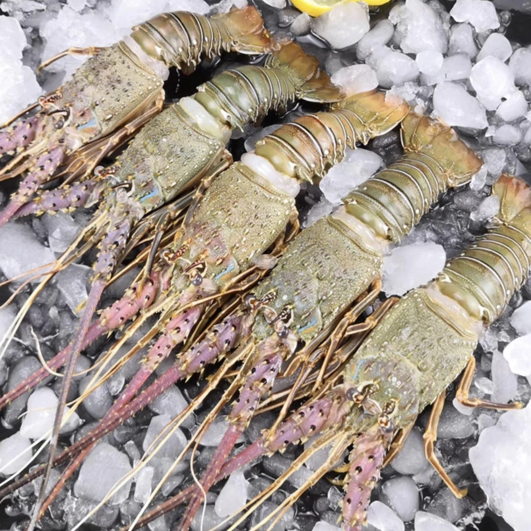 小青龙单只1.2～1.6两/只 10只装 鲜活发出到家不包活保新鲜