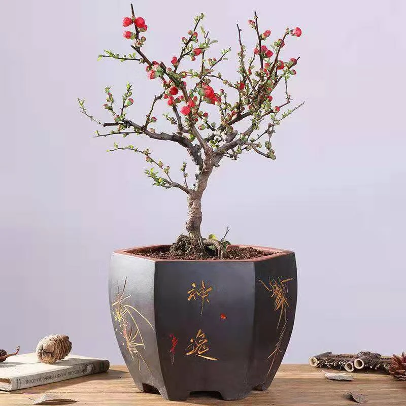 海棠花盆景盆栽室内阳台庭院【1-100元一物一拍】【秋亿棠花卉】