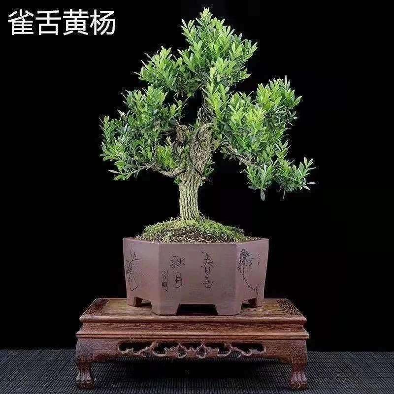 皱皮小叶黄杨石楠花（拍前联系主播或客服）