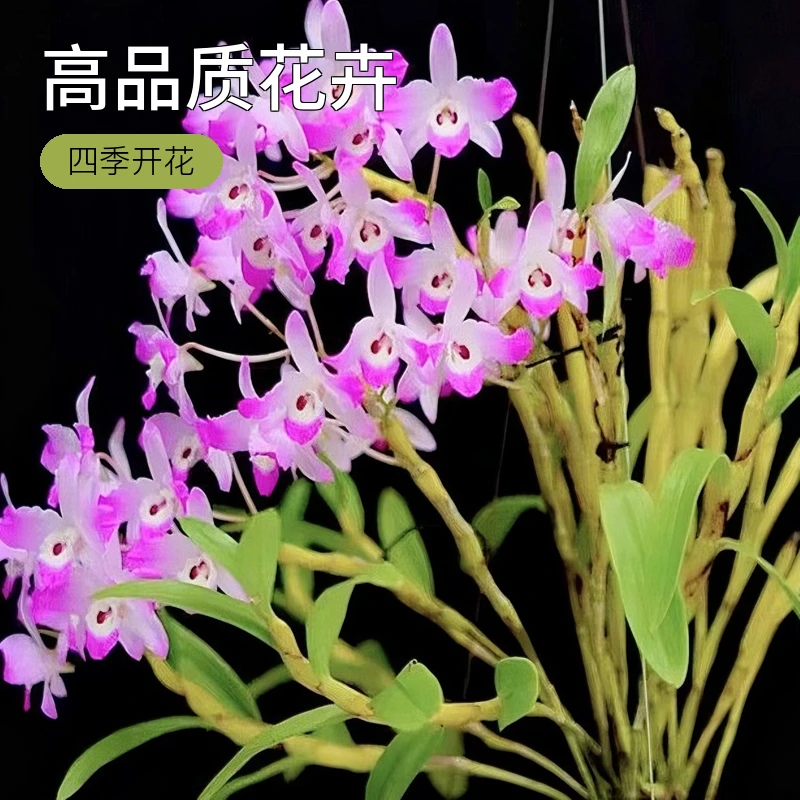 通用石斛花卉（偏远地区加收运费，感谢花友的支持和理解)室内绿植