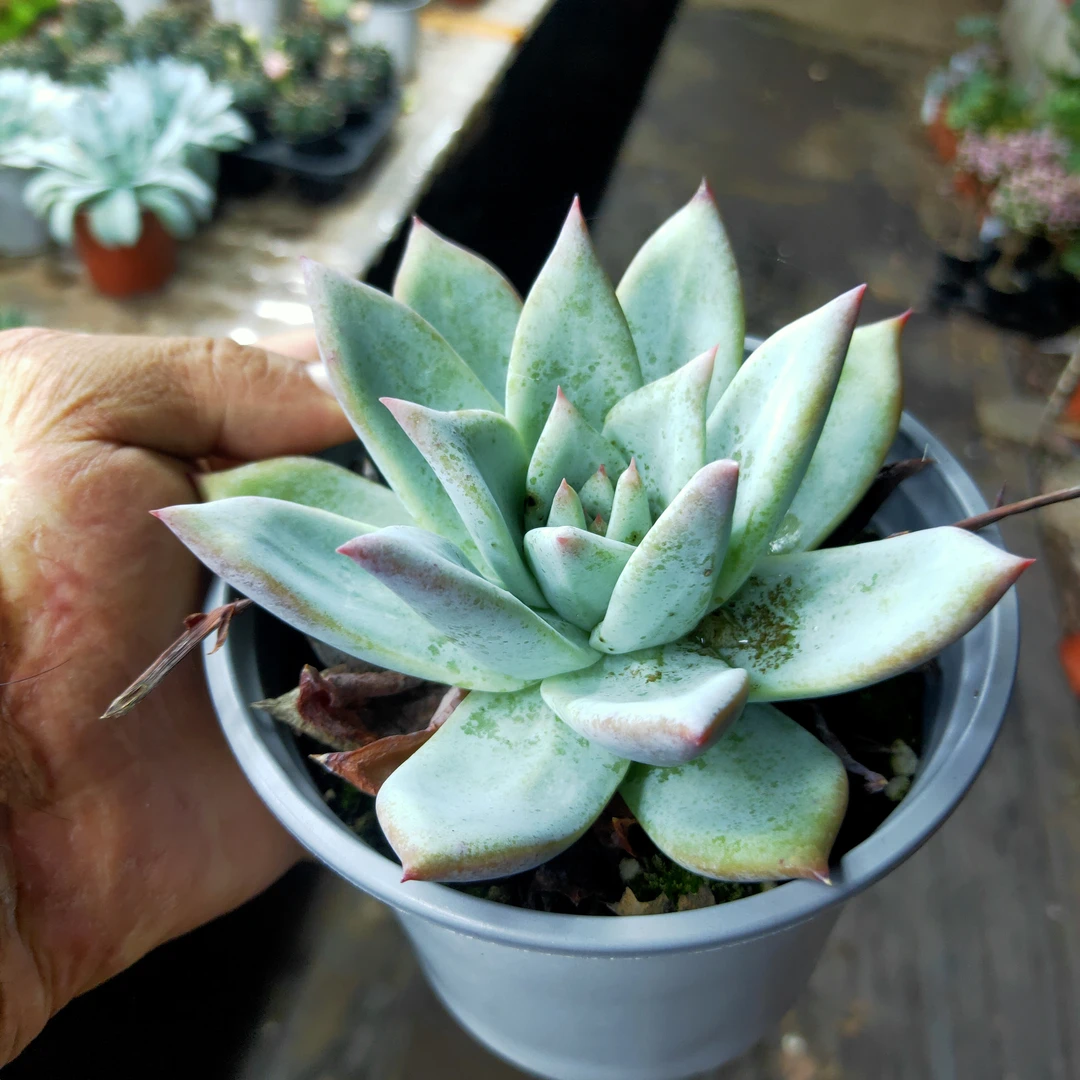 北极熊 满20元包邮 不带盆土发货 以直播间为准 多肉植物