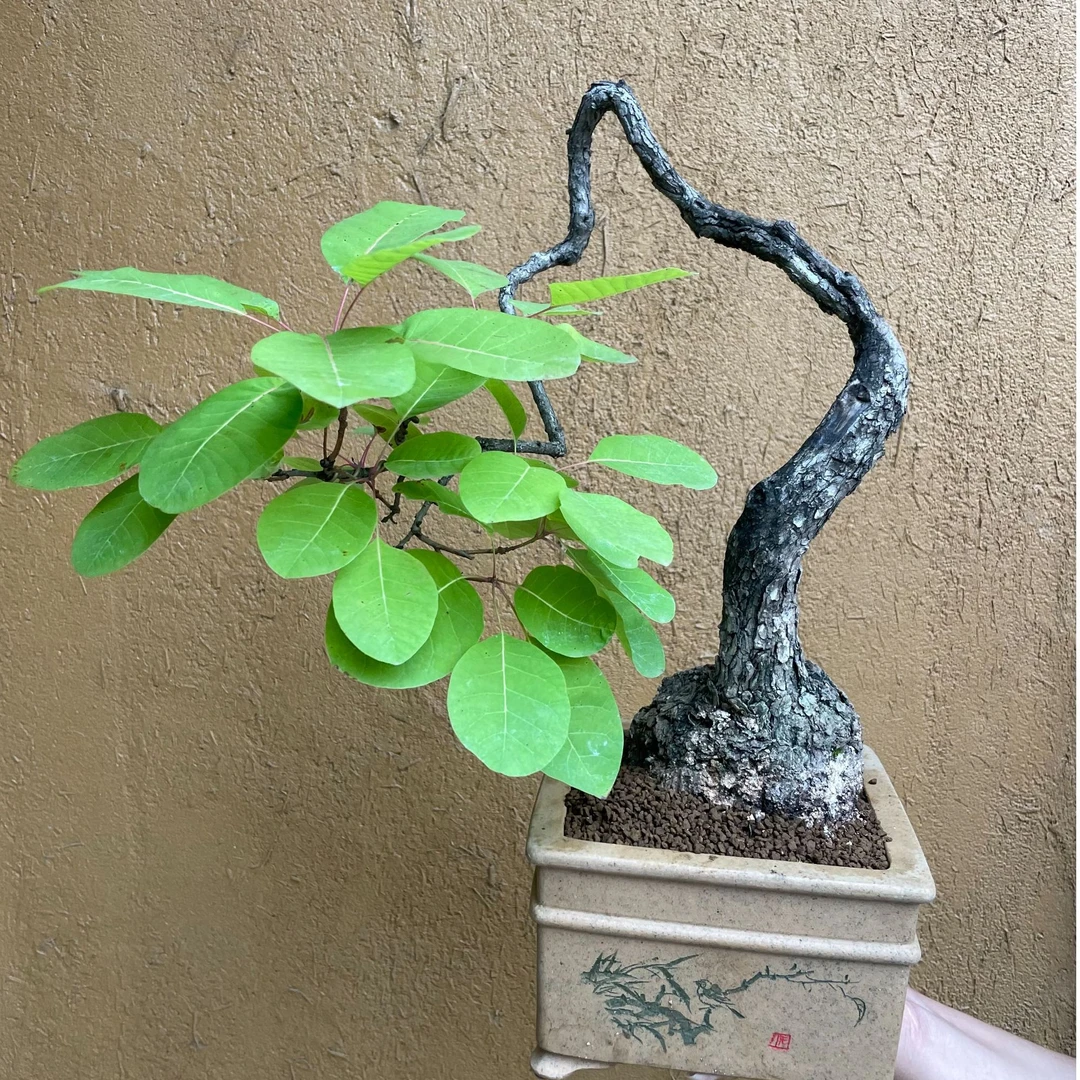 香山红叶（黄栌）一物一拍，不包邮