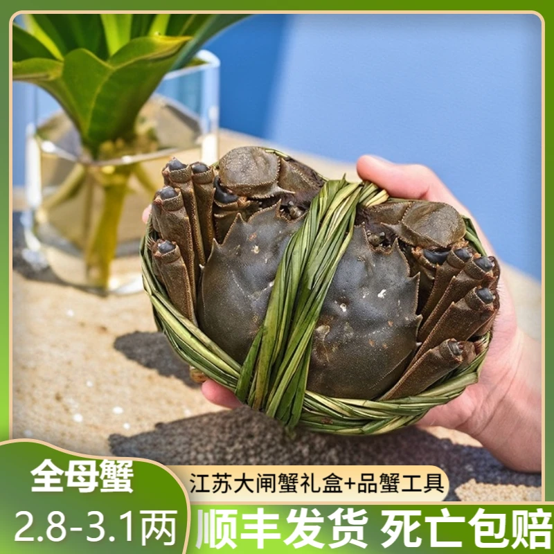 【活蟹】大闸蟹全母蟹2.8-3.1两8只起江苏螃蟹现货顺丰包活礼盒装