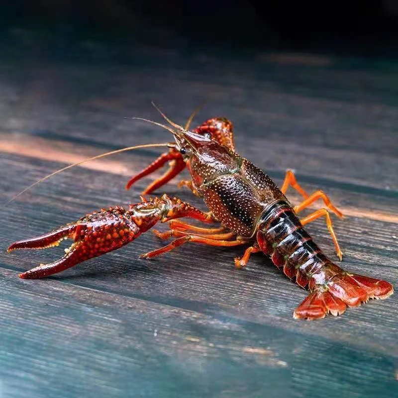 活虾小龙虾鲜活3斤装特大新鲜活虾江苏麻辣清水虾稻田虾生鲜