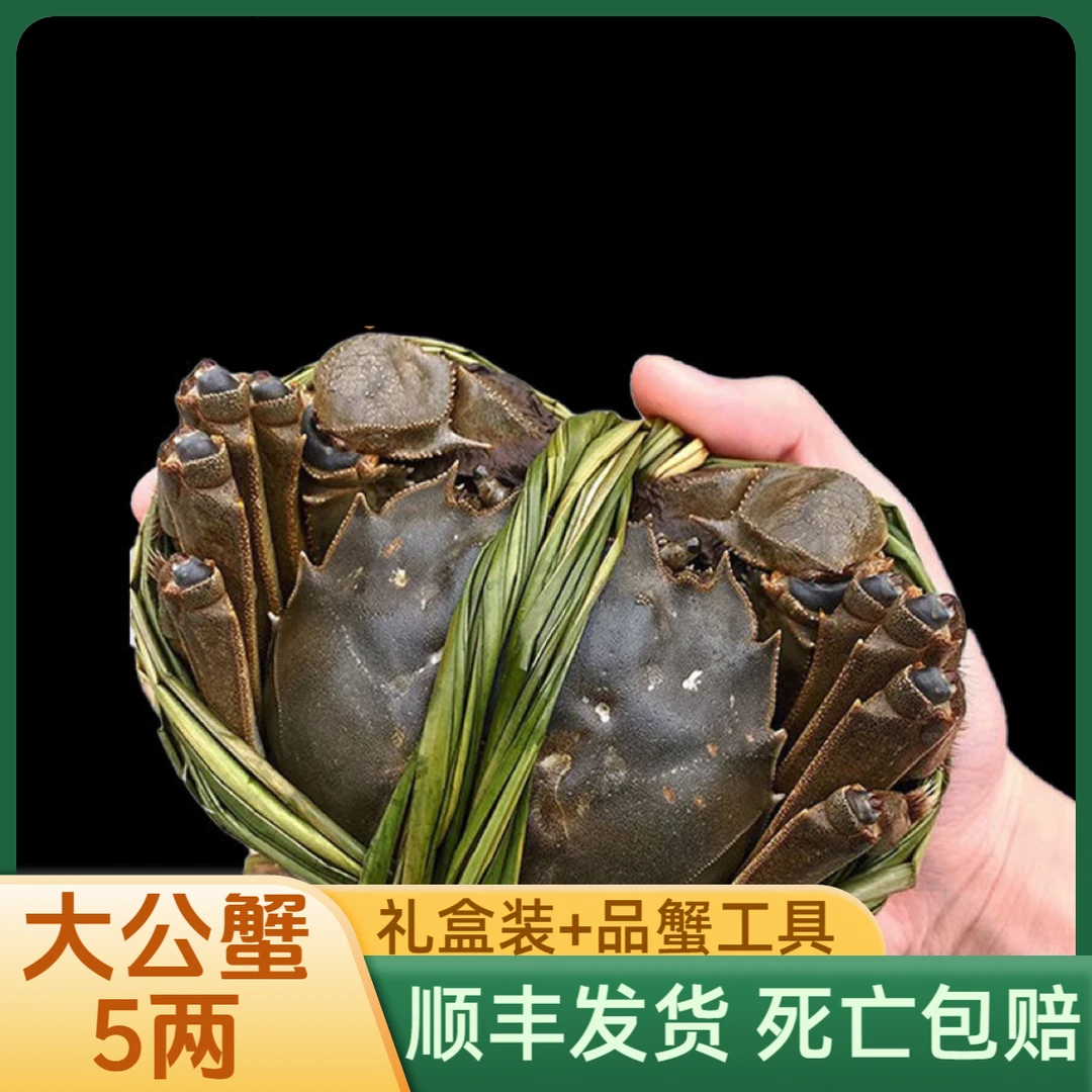 【5两/只 全公活蟹】4-10只起江苏大闸蟹鲜活螃蟹湖蟹礼盒装顺丰