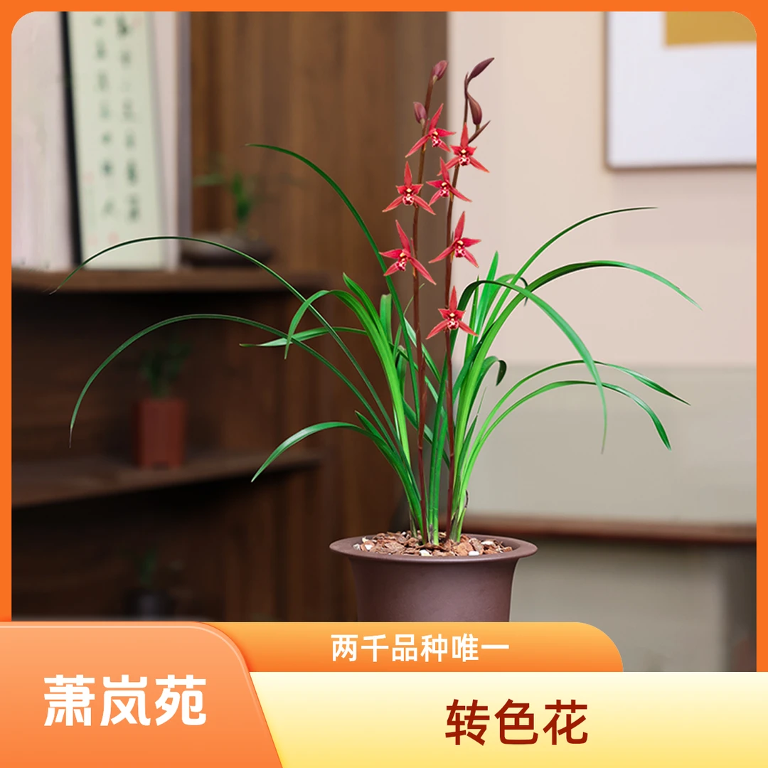 兰花寒兰【红袍】传统细叶名贵兰花花开浓香型自然棚种植发货带花苞