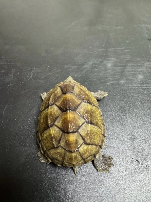 直播间挑选一物一价，麝香大苗，亚成，乱拍的发饲料