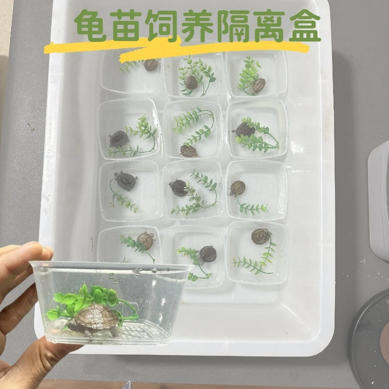 蛋龟苗乌龟苗隔离盒饲养盒防止互咬水族带盖包邮