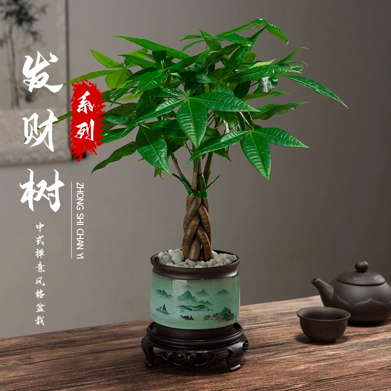 客厅发财树盆栽植物室内水培植物土养小盆景客厅绿植办公室小盆栽