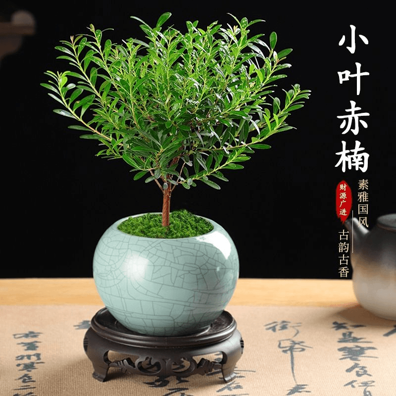 小叶赤楠盆景老桩植物办公室内花卉盆栽树苗好养易活四季常青绿植