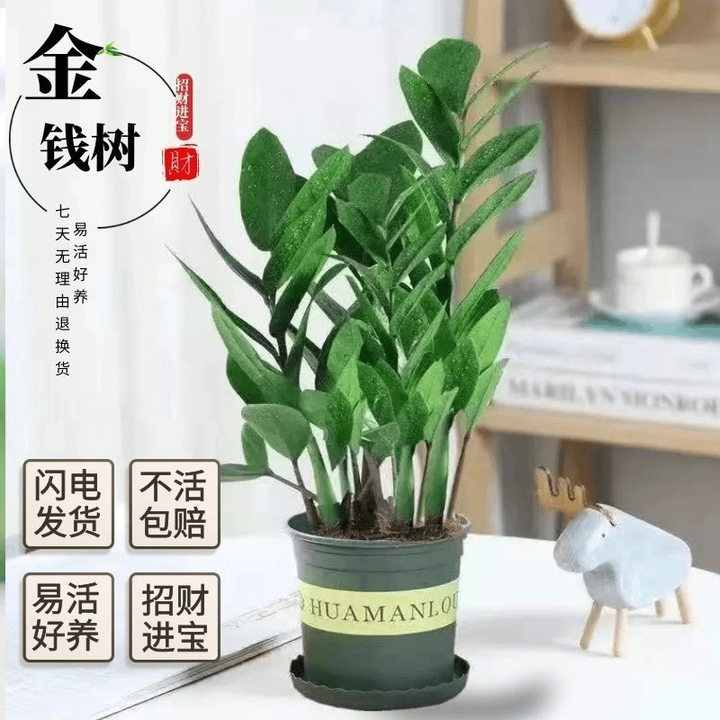 金钱树盆栽绿植花卉发财树四季常青室内办公室好养活观叶招财植物