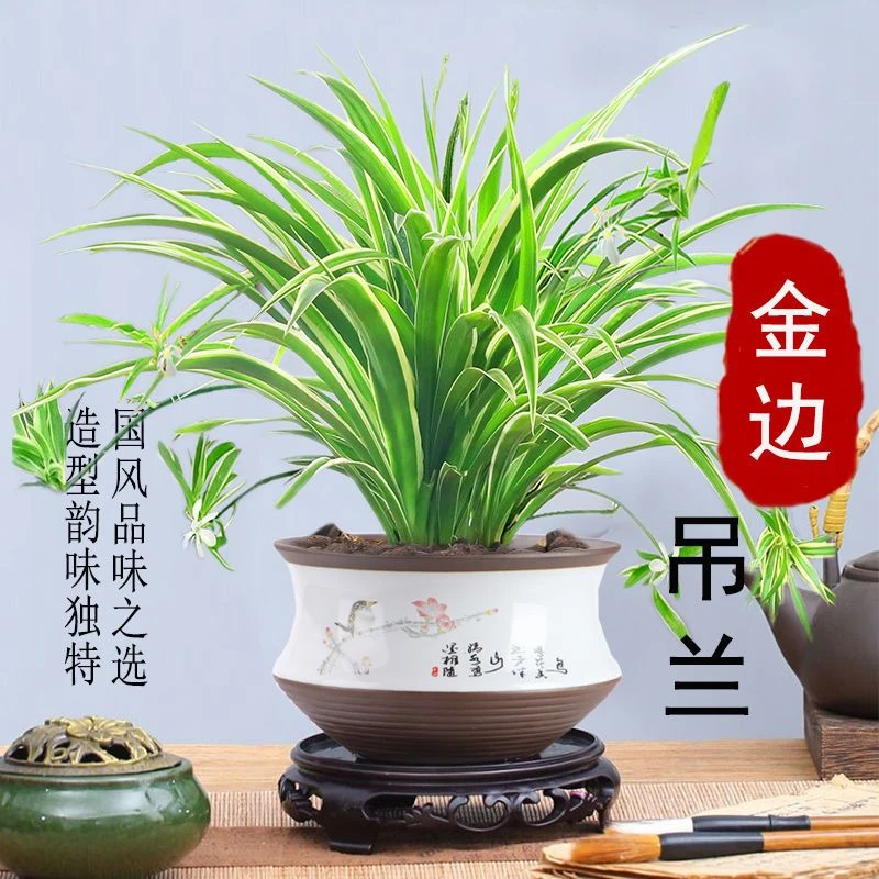 金边吊兰花卉盆栽垂吊植物净化空气办公室内盆景好养易活桌面绿植