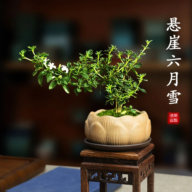 金边六月雪悬崖小盆栽造型提根开花老桩禅意盆景桌面办公室内花卉