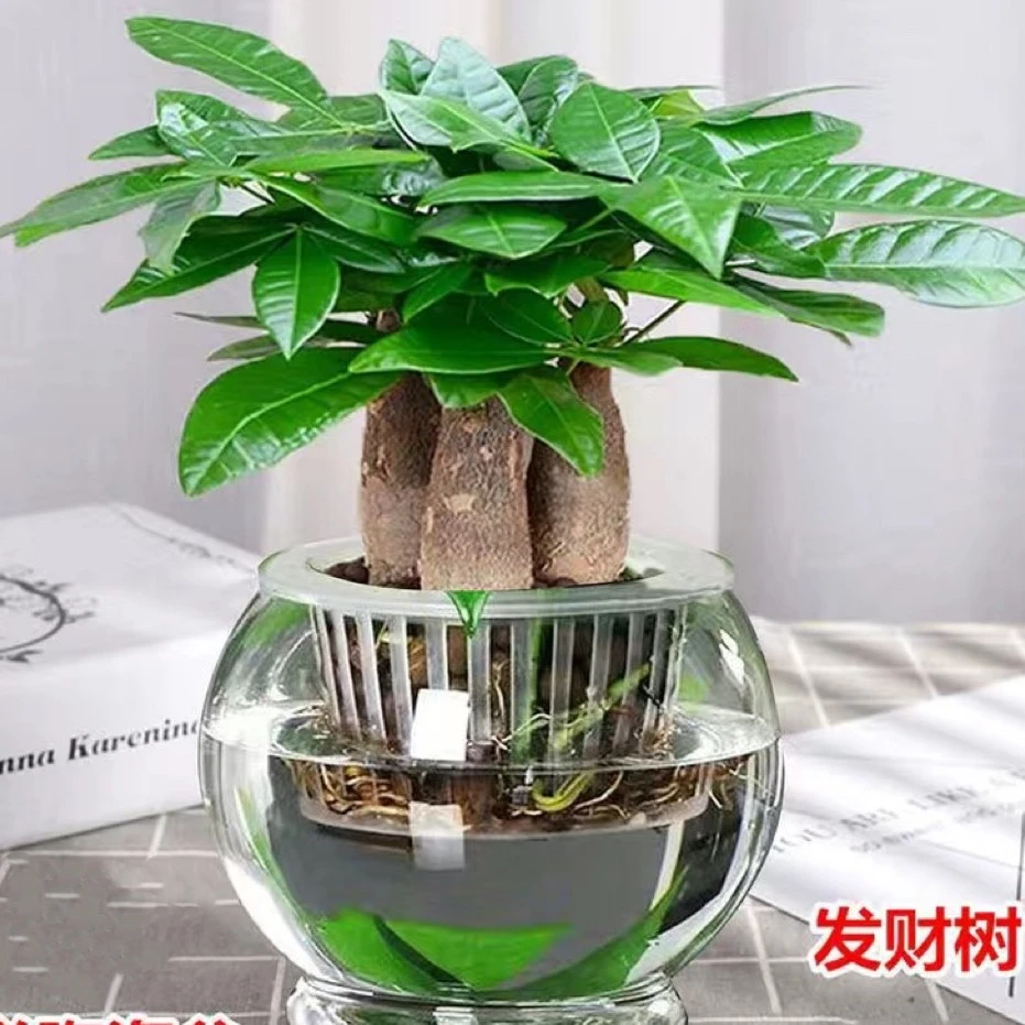 发财树盆栽室内客厅桌面绿植装饰品水培三杆招财树办公室好养雅致
