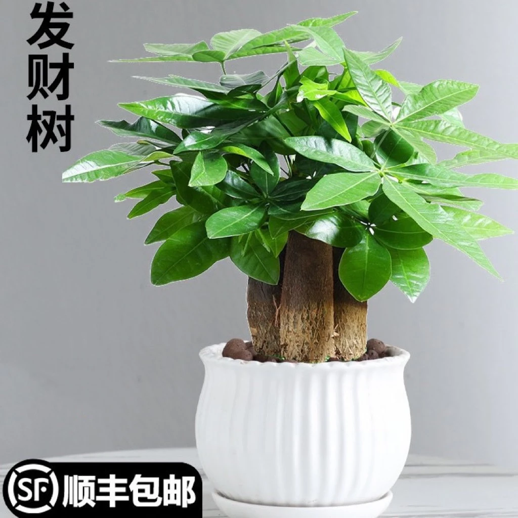发财树盆栽植物室内花卉植物室内花绿植室内客厅招财树好养小盆栽