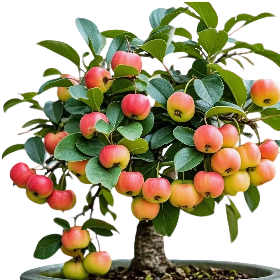 梅花盆栽金桔树腊梅海棠花浓香庭院耐寒植物四季海棠室内垂丝海棠