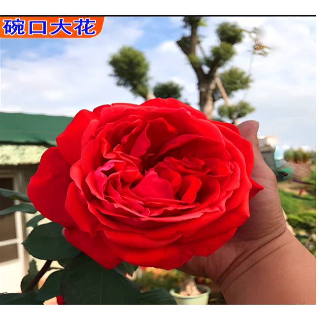 大型树状月季树国月欧月