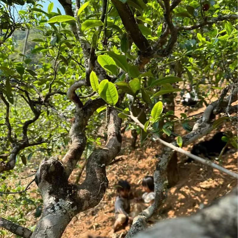 冰岛坝歪35号通用链接茶