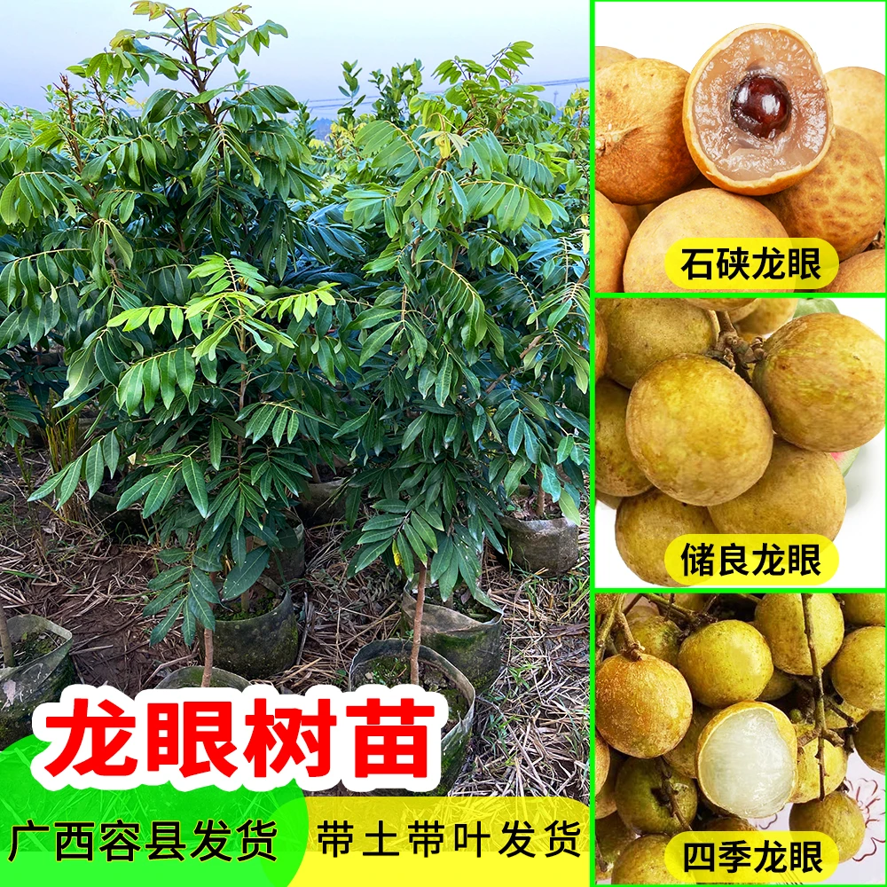 龙眼 桂圆苗 石硖龙眼 储良龙眼 四季龙眼 嫁接树苗 可地栽或盆栽