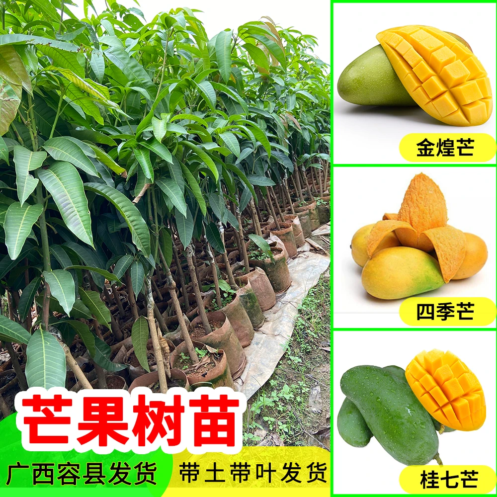 广西芒果苗金煌芒果树苗四季芒果树嫁接苗桂七芒果树苗可盆栽地栽