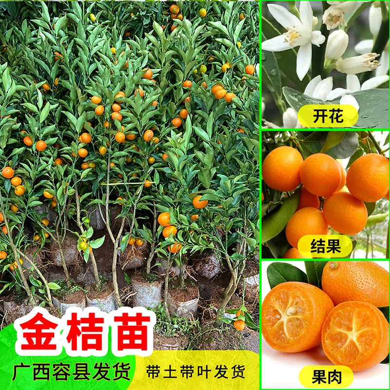 金桔树苗嫁接脆皮金桔滑皮金桔树苗脆蜜金柑树苗盆栽地栽四季结果
