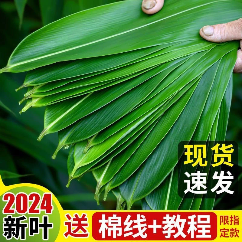 25年新鲜粽子叶家用粽叶家庭装特大号粽叶野生湖北粽叶真空真空