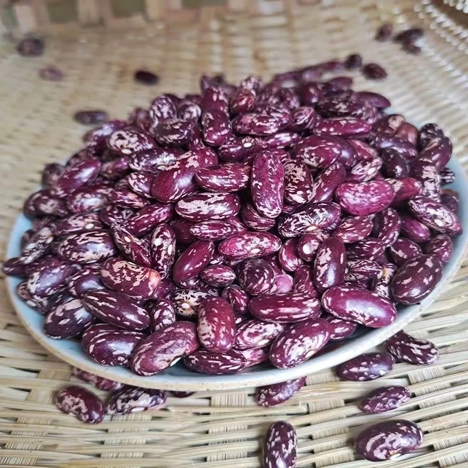 今年新豆云南饭豆大红芸豆新鲜四季豆五谷杂粮豆花芸豆米腰豆