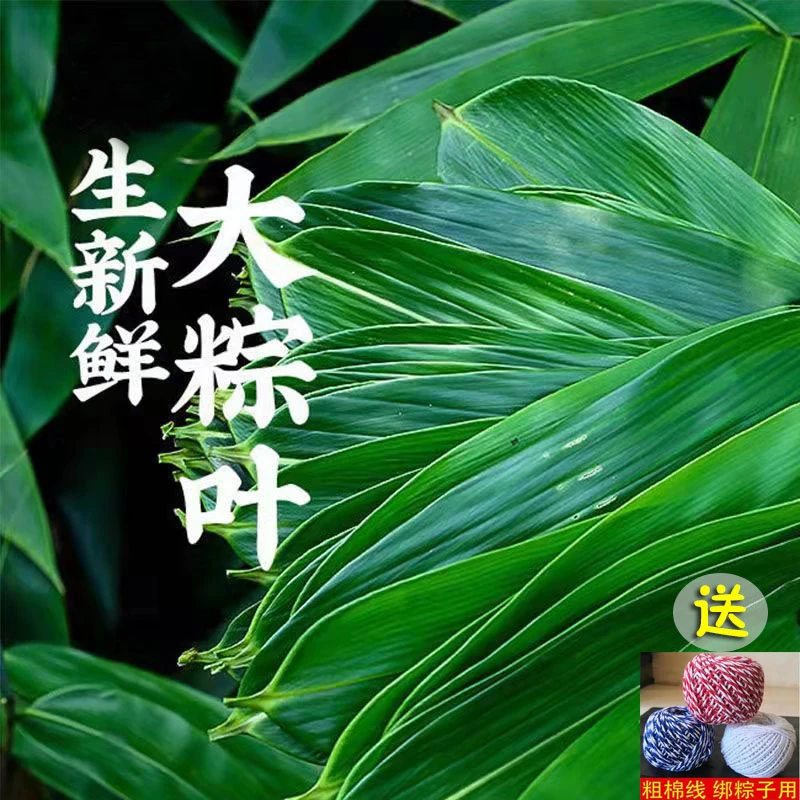 新鲜粽叶大号箬叶粽子叶包粽子的叶子真空包装50片/100片粽叶200g