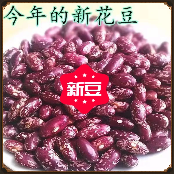 今年新紫花芸豆花芸豆5特价东北芸豆红花红芸豆新货手工营养饱满