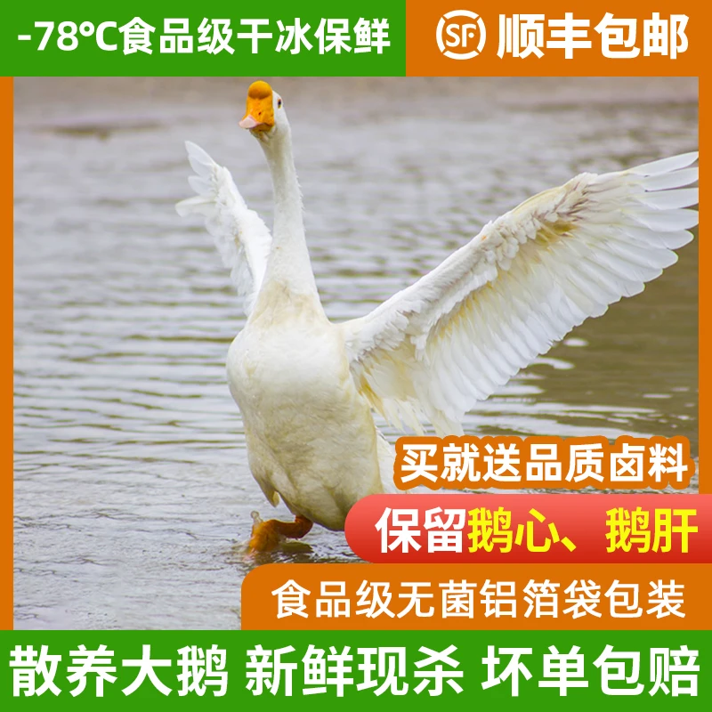 鹅肉新鲜大鹅5-7整只农家散养土鹅正宗大白鹅现杀现卖美味鲜嫩