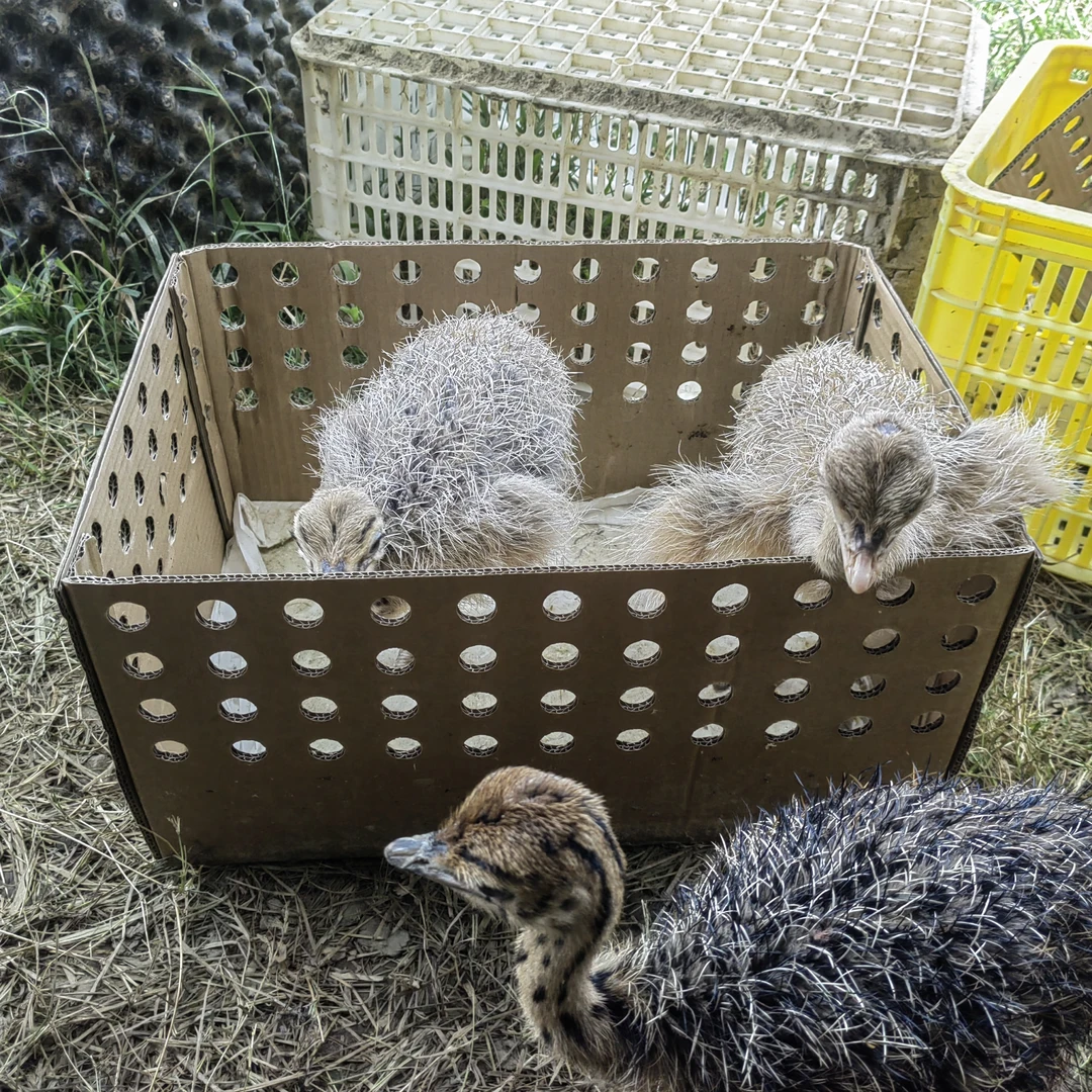 可观赏牵着玩，宠物3到4斤左右的文鸟