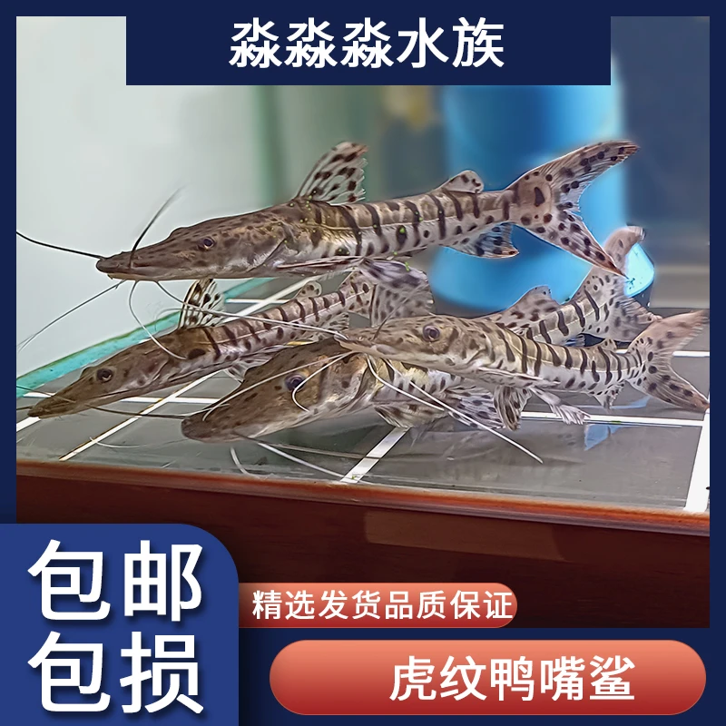 虎斑鸭嘴鲨鱼热带淡水观赏鱼大型活体底层配鱼食肉凶猛稀有鲨鲶鱼
