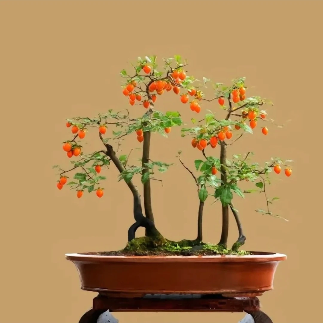 金弹子盆景花卉绿植,一物一拍一结