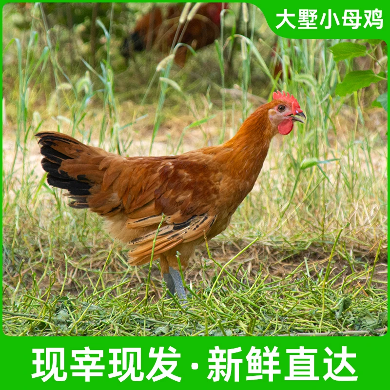 【散养100天】 童子鸡+云英母鸡 各一只 正宗农家散养土鸡