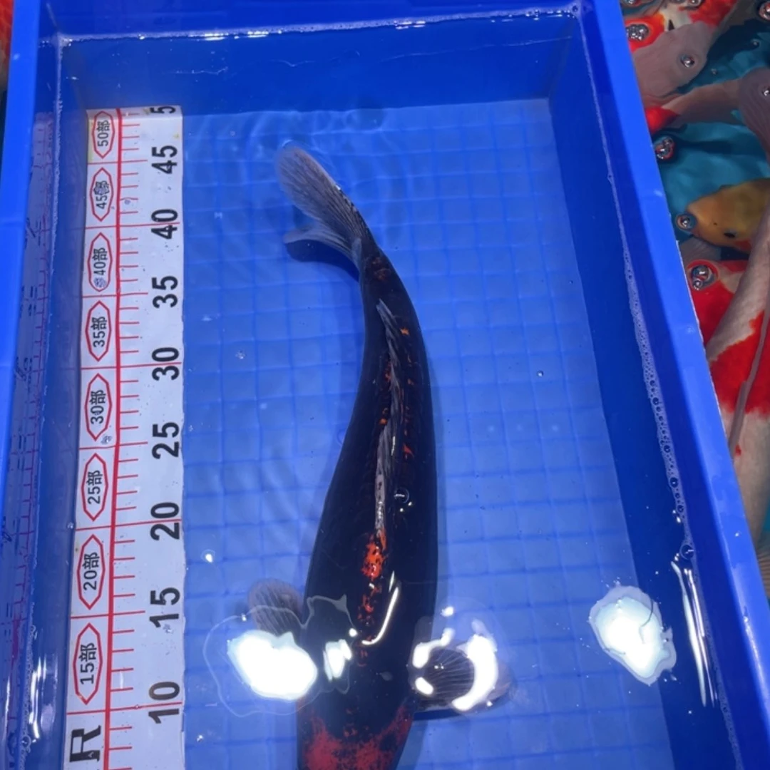 【闪购商品】锦鲤热带鱼公0-100