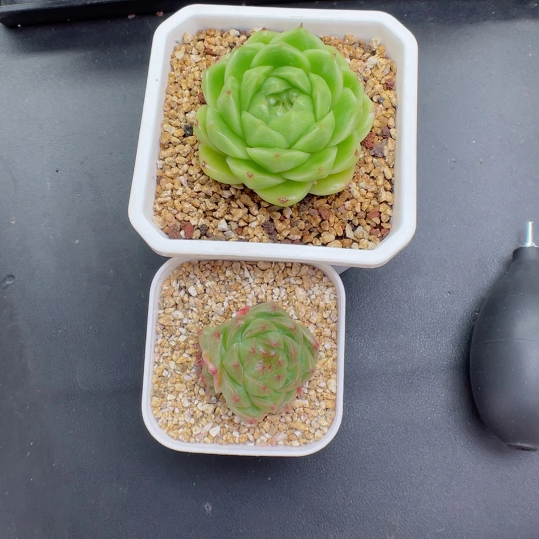 香*?多肉植物麦杆个体