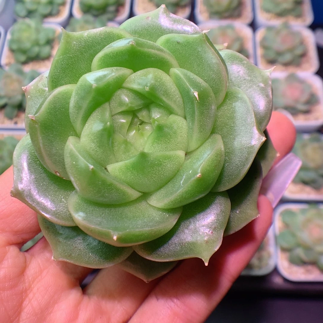 多肉植物麦秆个体78