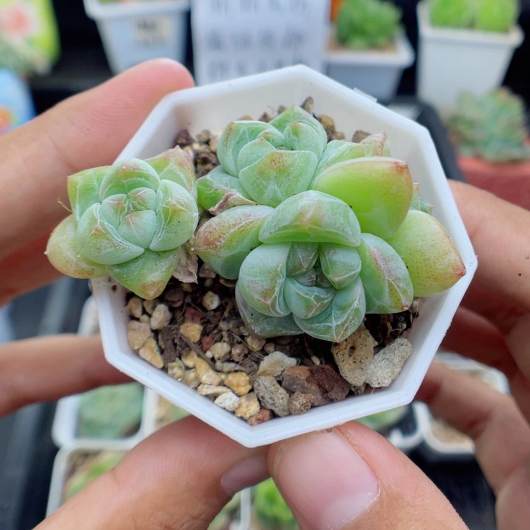 多肉植物糖心系列群生62