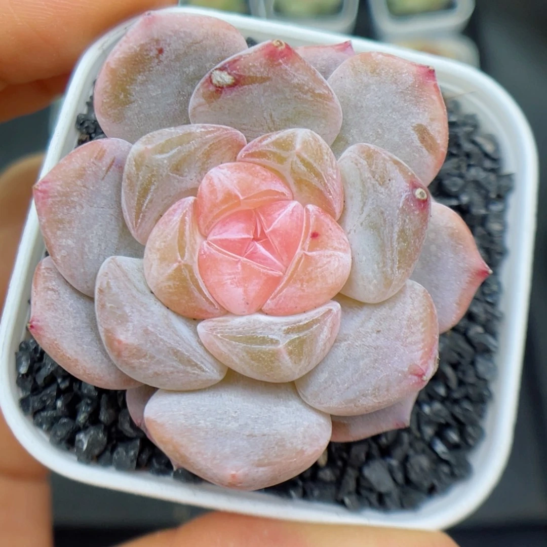 多肉植物糖心个体1
