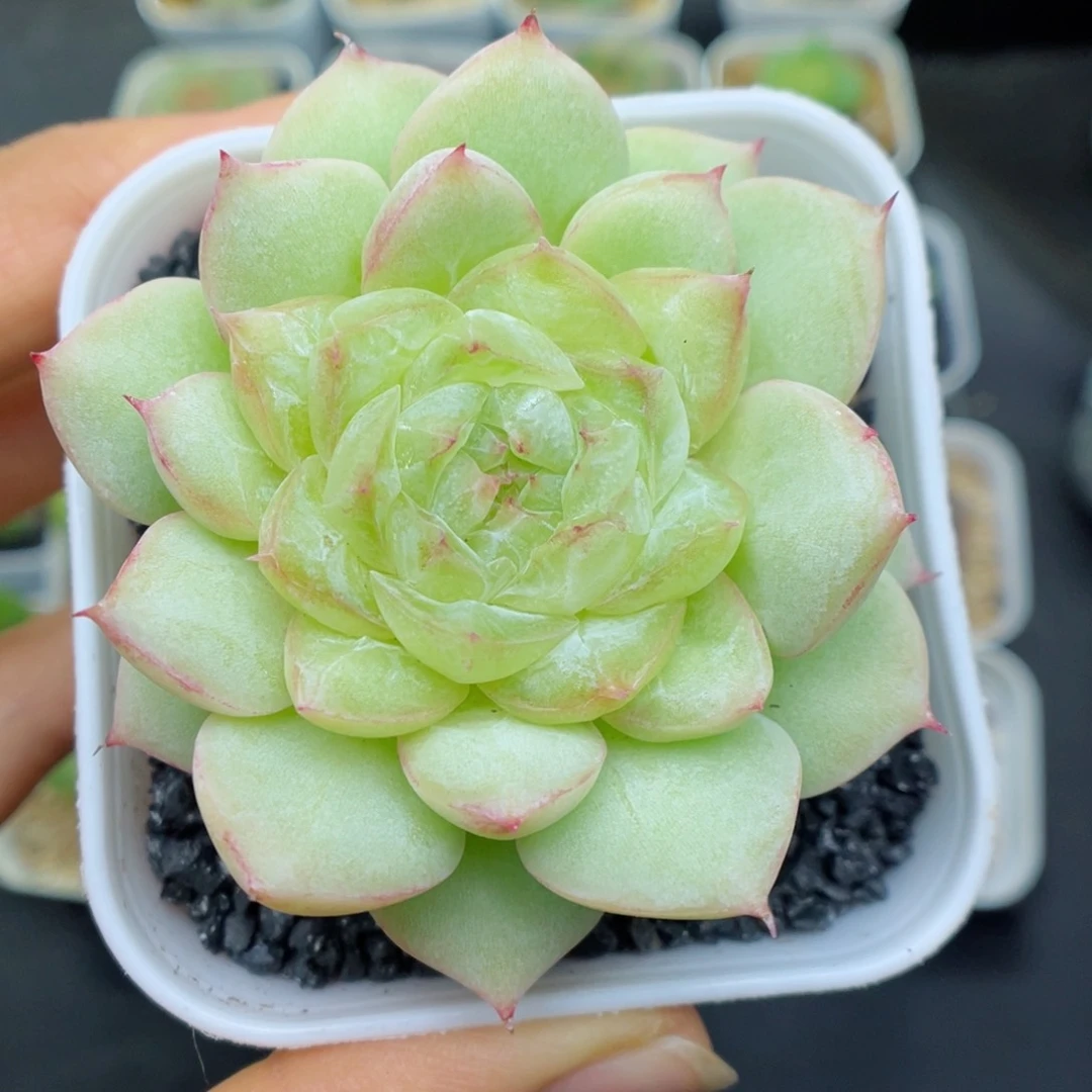 多肉植物糖心个体91