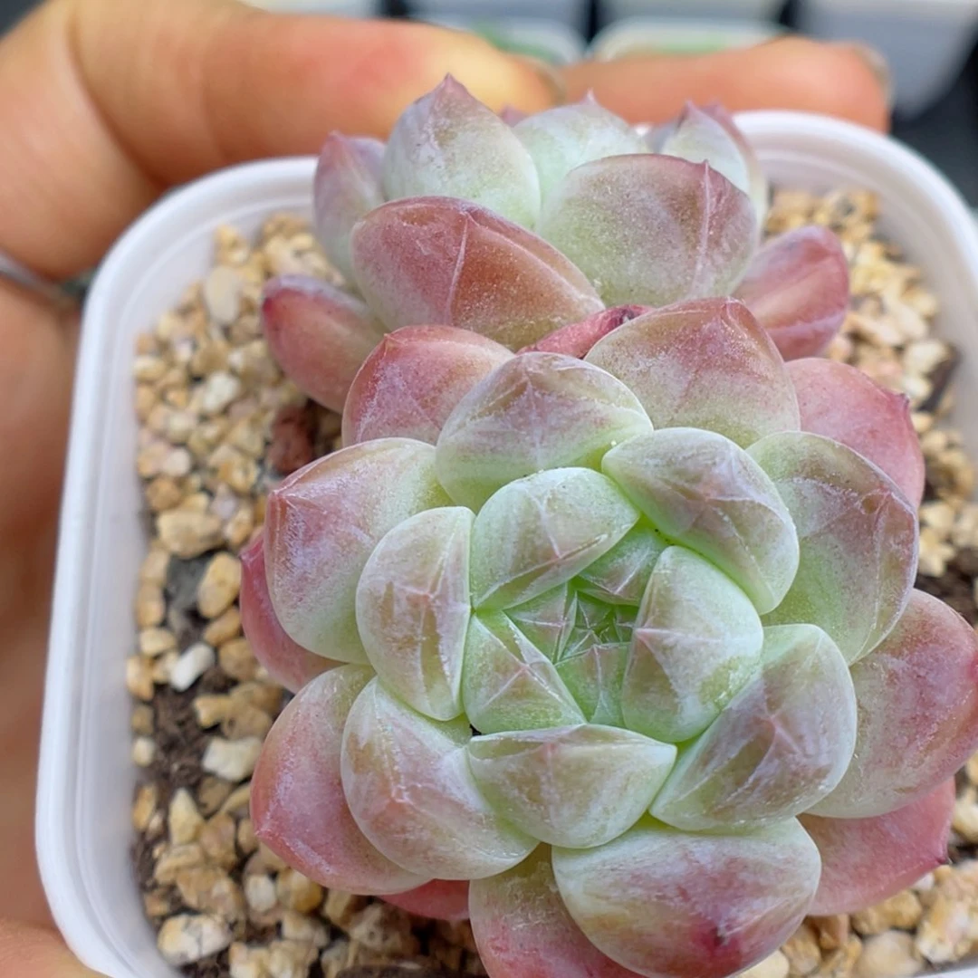 多肉植物冰魄个体27