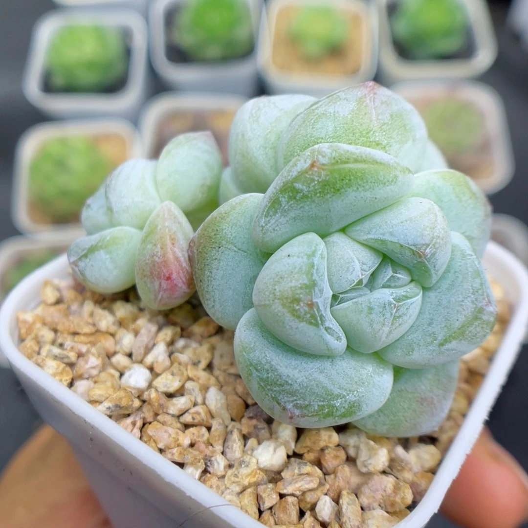 多肉植物冰玉个体7