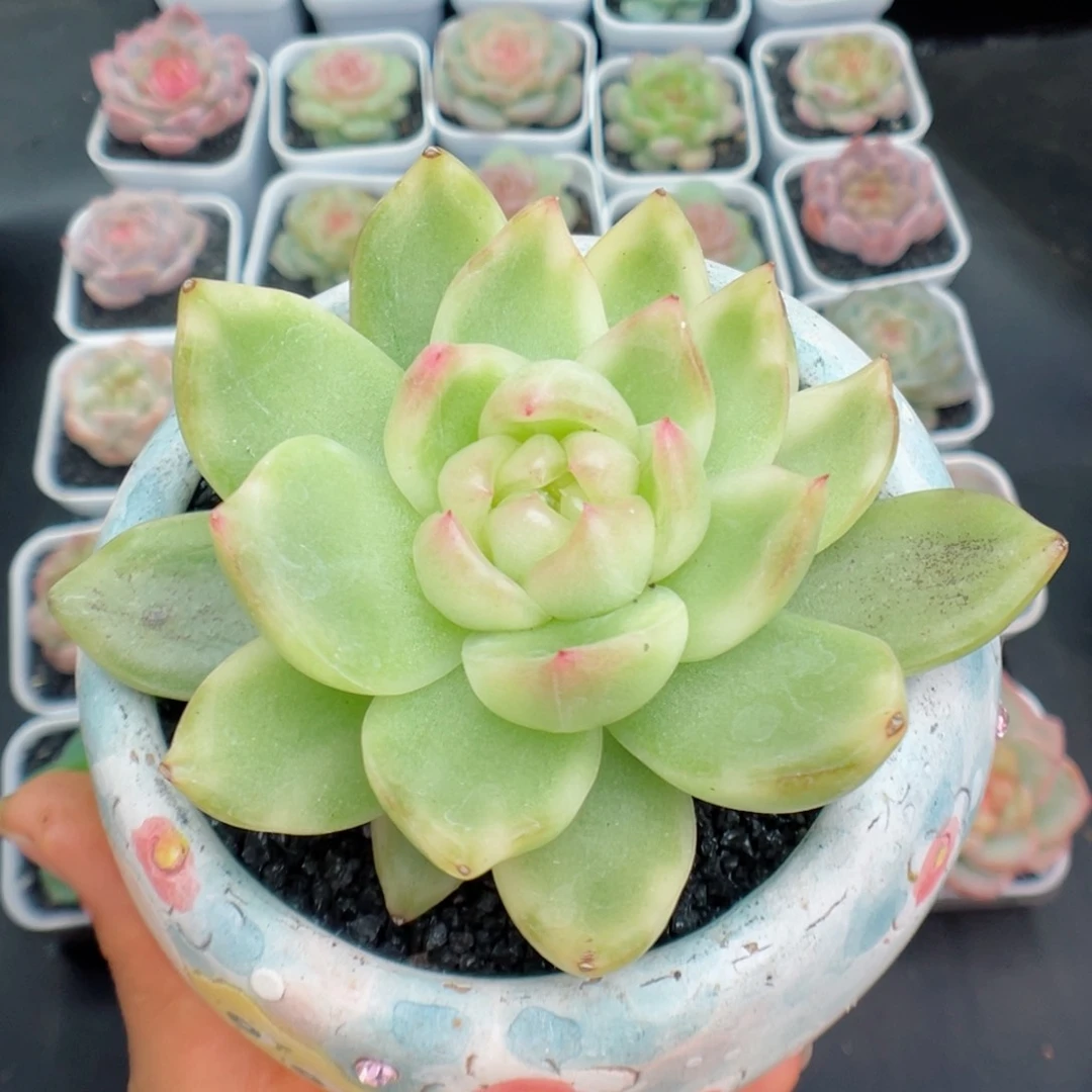 多肉植物水晶珍妮锦45