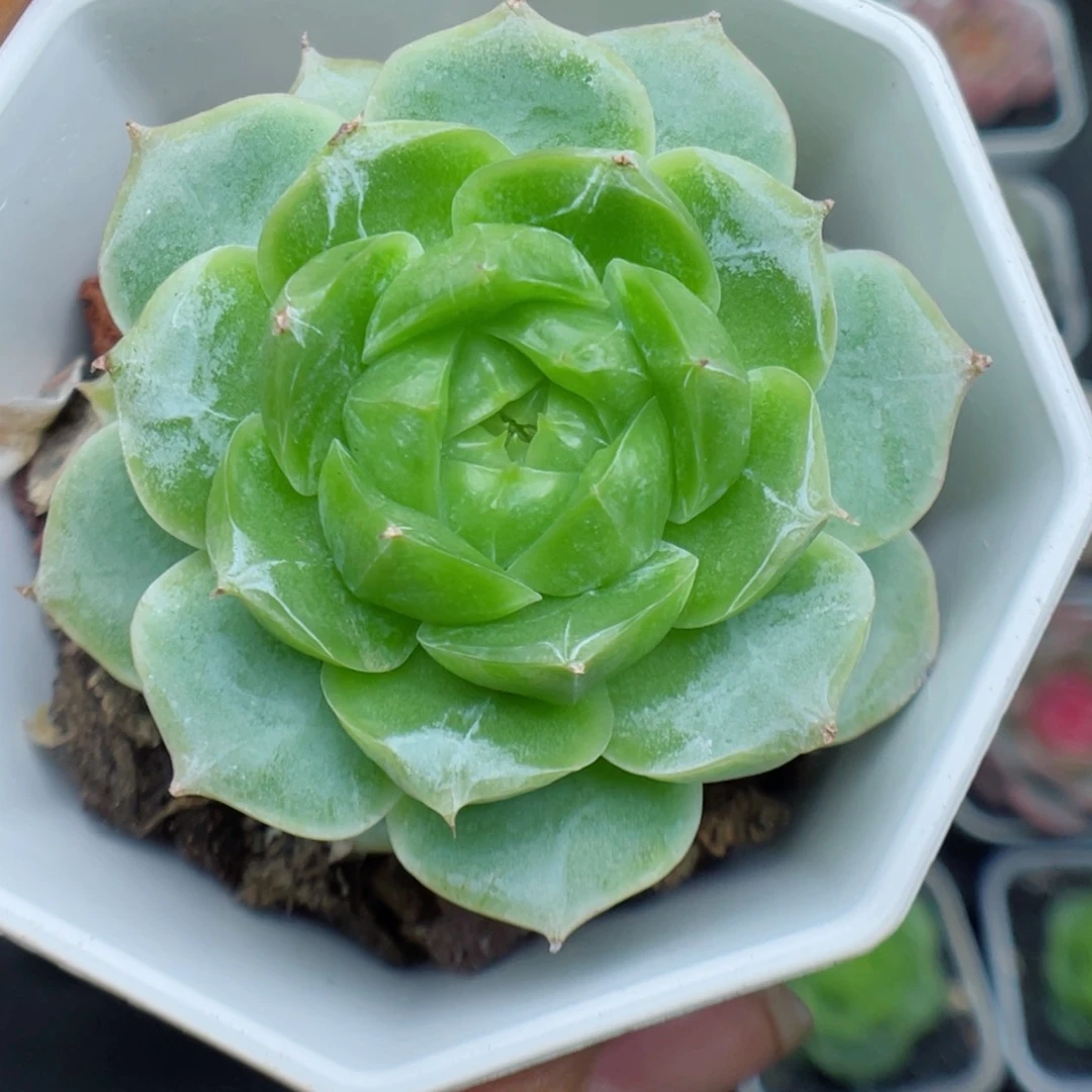 多肉植物糖心个体62