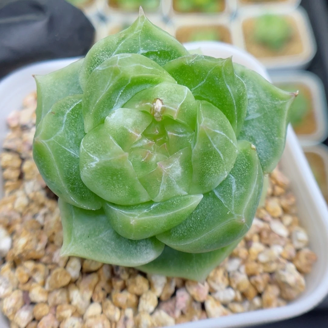 多肉植物珍妮个体9