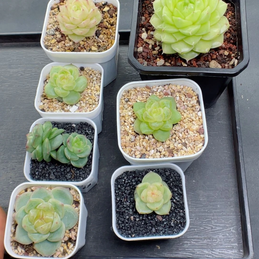 无**默多肉植物珍妮麦杆个体